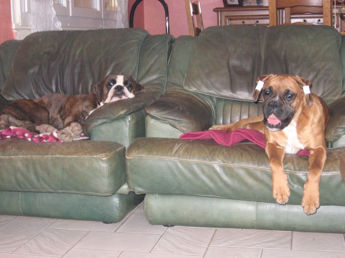 Dure vie de chien